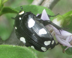 Mausoleopsis amabilis