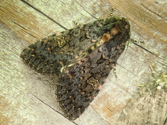 Melanchra persicariae