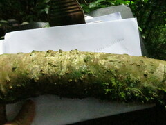 Landolphia landolphioides