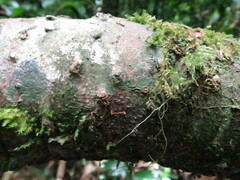 Landolphia landolphioides