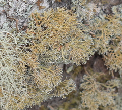 Sphaerophorus venerabilis