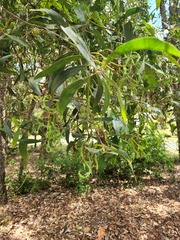 Acacia leiocalyx