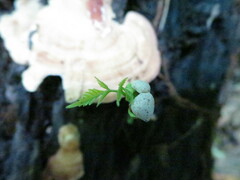 Allophylus grandifolius