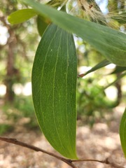 Acacia leiocalyx
