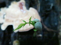 Allophylus grandifolius