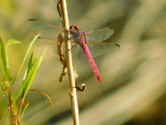 Orthemis ferruginea