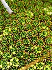 Hectorella caespitosa