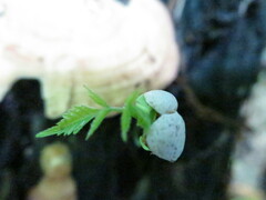 Allophylus grandifolius