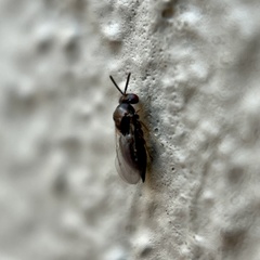 Chalcidoidea