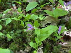 Polygaloides paucifolia