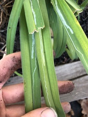 Ophiomyia kwansonis