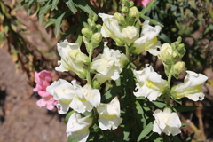 Antirrhinum