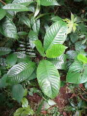 Psychotria