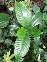 Psychotria