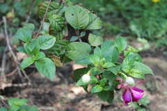 Magnoliopsida