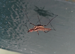 Neriidae