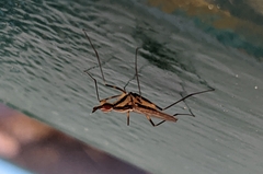 Neriidae
