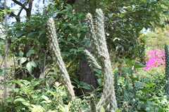 Magnoliopsida