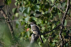 Myiarchus cinerascens