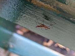 Neriidae