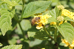 Apis mellifera