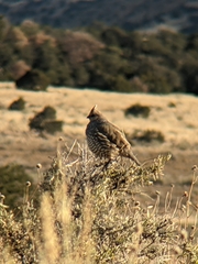 Callipepla squamata