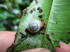 Apothapsia thomensis