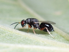 Eurytomidae