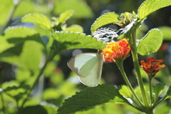 Leptophobia aripa