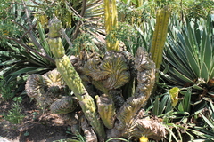 Cactoideae
