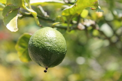 Citrus × limon