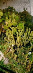 Opuntia ficus-indica