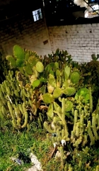 Opuntia ficus-indica