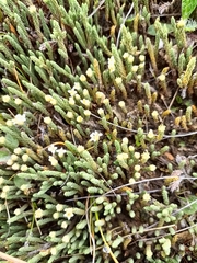 Kelleria dieffenbachii