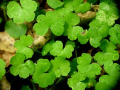 Hydrocotyle heteromeria