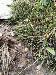 Kelleria dieffenbachii