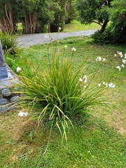 Libertia chilensis