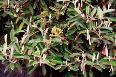 Pomaderris paniculosa