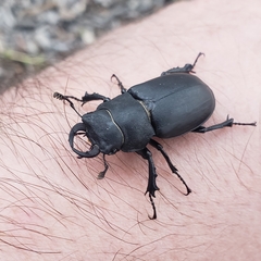 Lucanus mazama