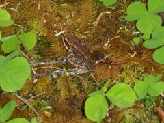 Rana cascadae