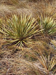 Aciphylla