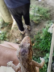 Hemidactylus mabouia