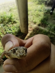 Hemidactylus mabouia