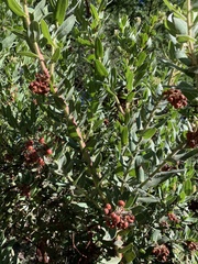 Arctostaphylos regismontana
