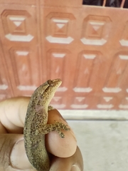 Hemidactylus mabouia