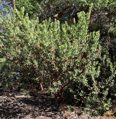 Arctostaphylos regismontana