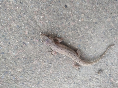 Hemidactylus mabouia