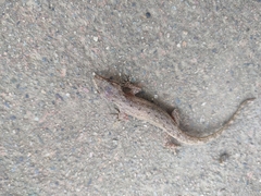 Hemidactylus mabouia