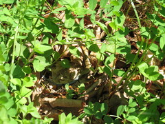 Plestiodon fasciatus