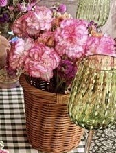 Dianthus caryophyllus